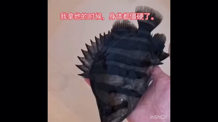 搶救過來的小虎魚