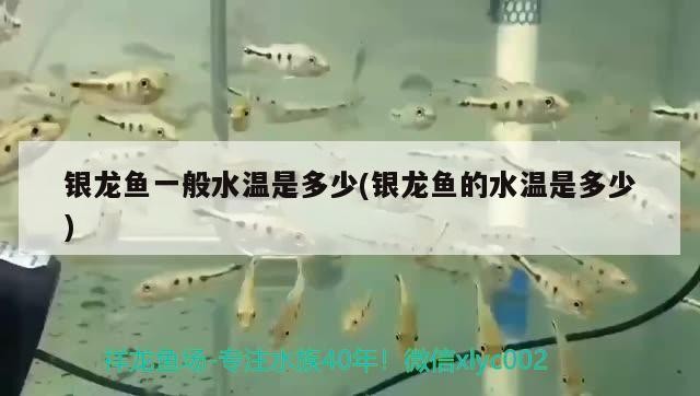 銀龍魚一般水溫是多少(銀龍魚的水溫是多少)