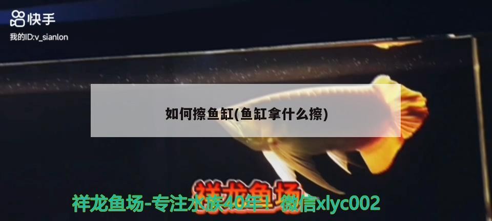 觀賞魚 如何擦魚缸(魚缸拿什么擦) 銀龍魚百科 如何擦魚缸(魚缸拿什么擦) 如何擦魚缸(魚缸拿什么擦) 銀龍魚百科