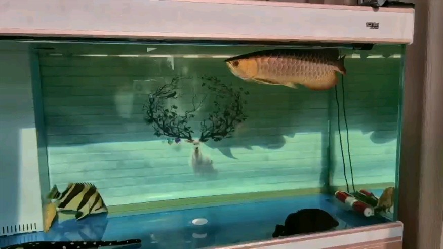 太陽(yáng)光下的龍魚虎魚