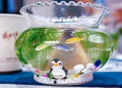 彩石放在魚缸里魚會死嗎視頻：彩石放在魚缸里會對魚產生一定影響嗎？