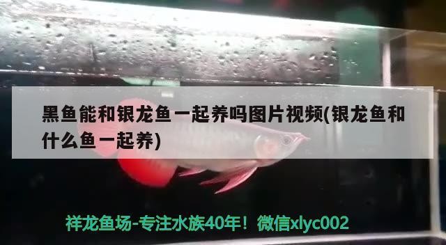 黑魚能和銀龍魚一起養嗎圖片視頻(銀龍魚和什么魚一起養)