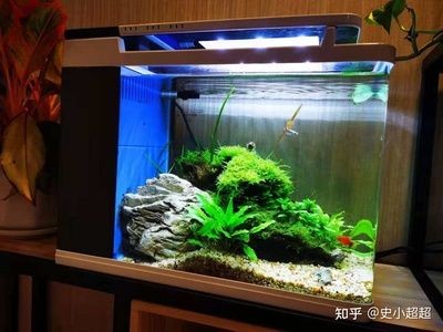 百因美小魚缸 新品：如何選擇百因美小魚缸