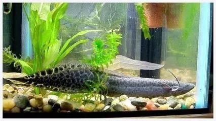 龍魚剛入缸張嘴呼吸怎么辦