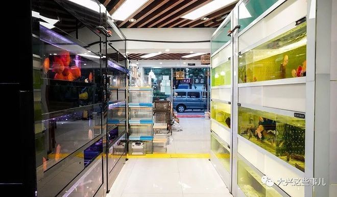 南昌水族批發市場在哪里？，南昌水族批發市場