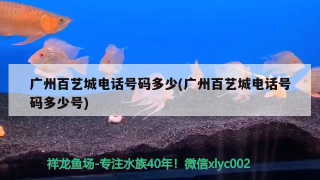 廣州百藝城電話號碼多少(廣州百藝城電話號碼多少號)