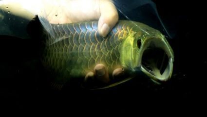 龍魚抖鰭是什么原因