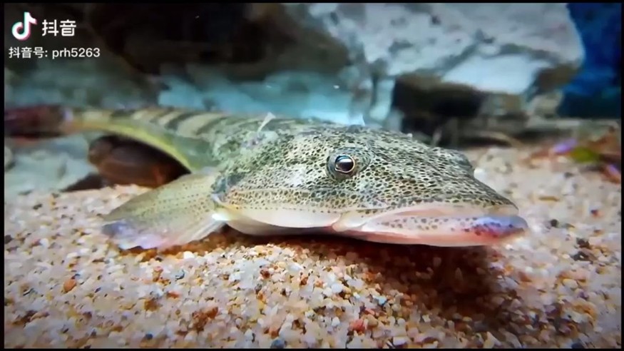 養(yǎng)的龍魚能吃嗎有毒嗎