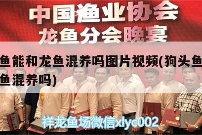 虎魚 印尼虎