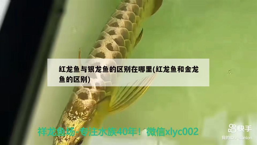 紅龍魚與銀龍魚的區別在哪里(紅龍魚和金龍魚的區別)