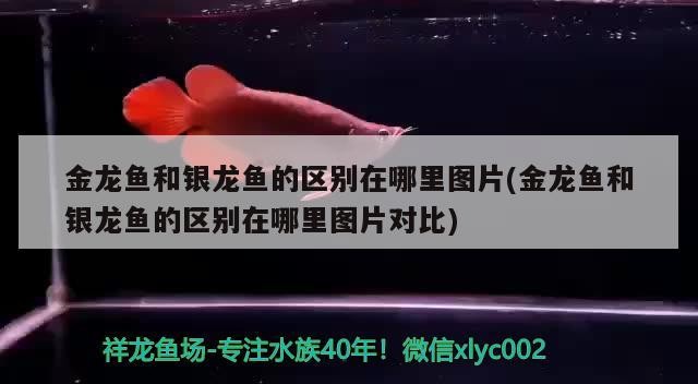 金龍魚和銀龍魚的區(qū)別在哪里圖片(金龍魚和銀龍魚的區(qū)別在哪里圖片對比)