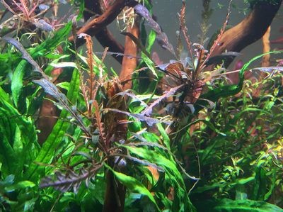 不怕冷的魚缸水草