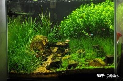 不怕冷的魚缸水草