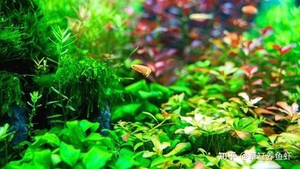 不怕冷的魚缸水草