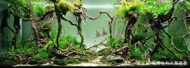 大型原生魚缸造景設(shè)計(jì)效果圖：大型原生魚缸造景設(shè)計(jì)效果圖是怎樣的？