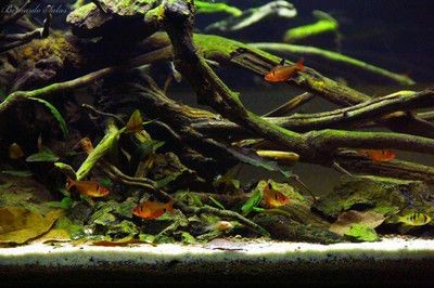 大型原生魚缸造景設(shè)計(jì)效果圖：大型原生魚缸造景設(shè)計(jì)效果圖是怎樣的？