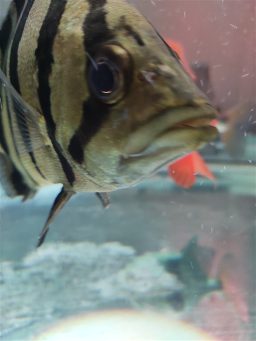 虎魚爆照