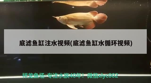 虎魚爆照