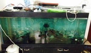 超白魚缸有劃痕怎么辦：處理超白魚缸劃痕的幾種方法