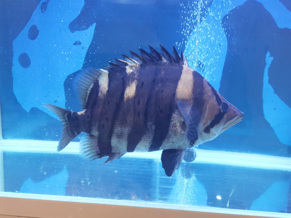 轉40公分板磚極品四紋虎魚 虎魚百科 第1張 轉40公分板磚極品四紋虎魚 轉40公分板磚極品四紋虎魚 虎魚百科 第1張