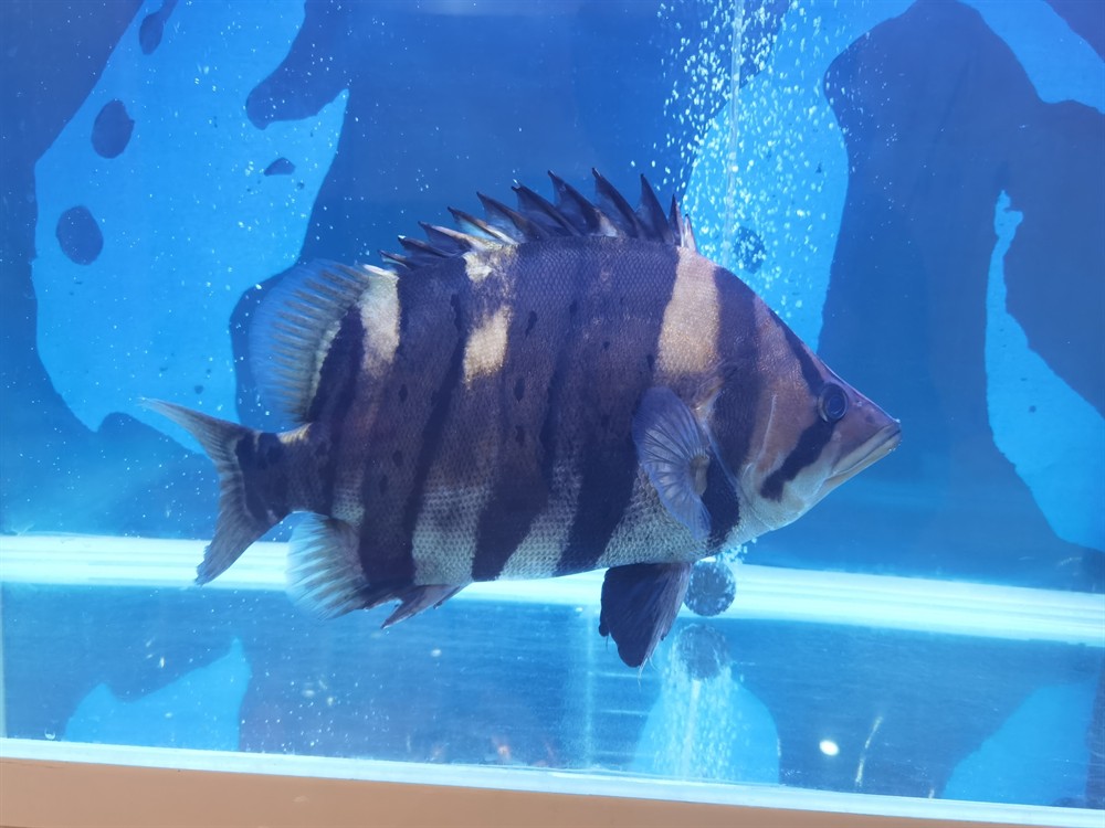 轉40公分板磚極品四紋虎魚 虎魚百科 第2張 轉40公分板磚極品四紋虎魚 轉40公分板磚極品四紋虎魚 虎魚百科 第2張