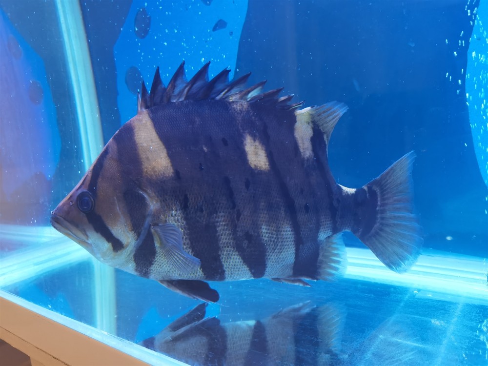 轉40公分板磚極品四紋虎魚 虎魚百科 第3張 轉40公分板磚極品四紋虎魚 轉40公分板磚極品四紋虎魚 虎魚百科 第3張