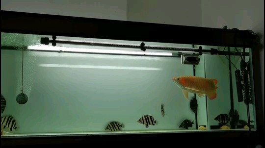 虎魚還是不太適應強光照 虎魚還是不太適應強光照 虎魚百科 第1張