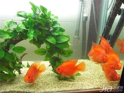 1米2的魚缸養幾條鸚鵡：1米2的魚缸養幾條鸚鵡魚