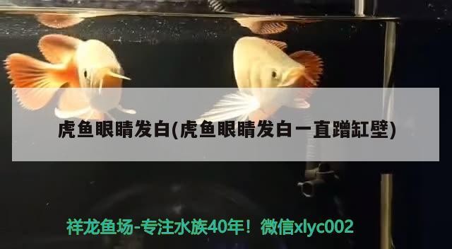 虎魚(yú)眼睛發(fā)白(虎魚(yú)眼睛發(fā)白一直蹭缸壁) 虎魚(yú)百科 第2張 虎魚(yú)眼睛發(fā)白(虎魚(yú)眼睛發(fā)白一直蹭缸壁) 虎魚(yú)眼睛發(fā)白(虎魚(yú)眼睛發(fā)白一直蹭缸壁) 虎魚(yú)百科 第2張