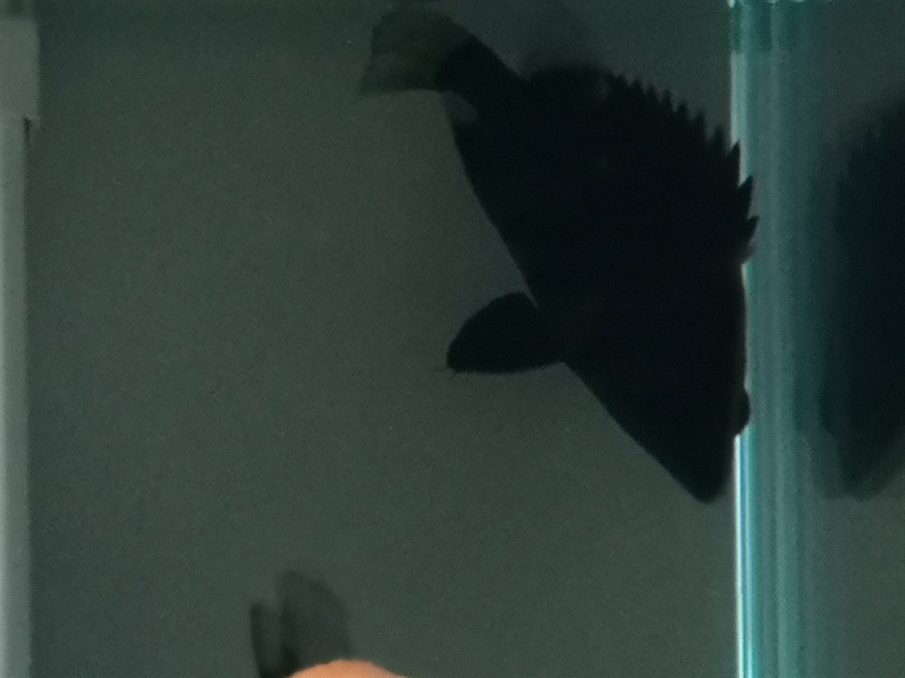 虎魚倒立了求教