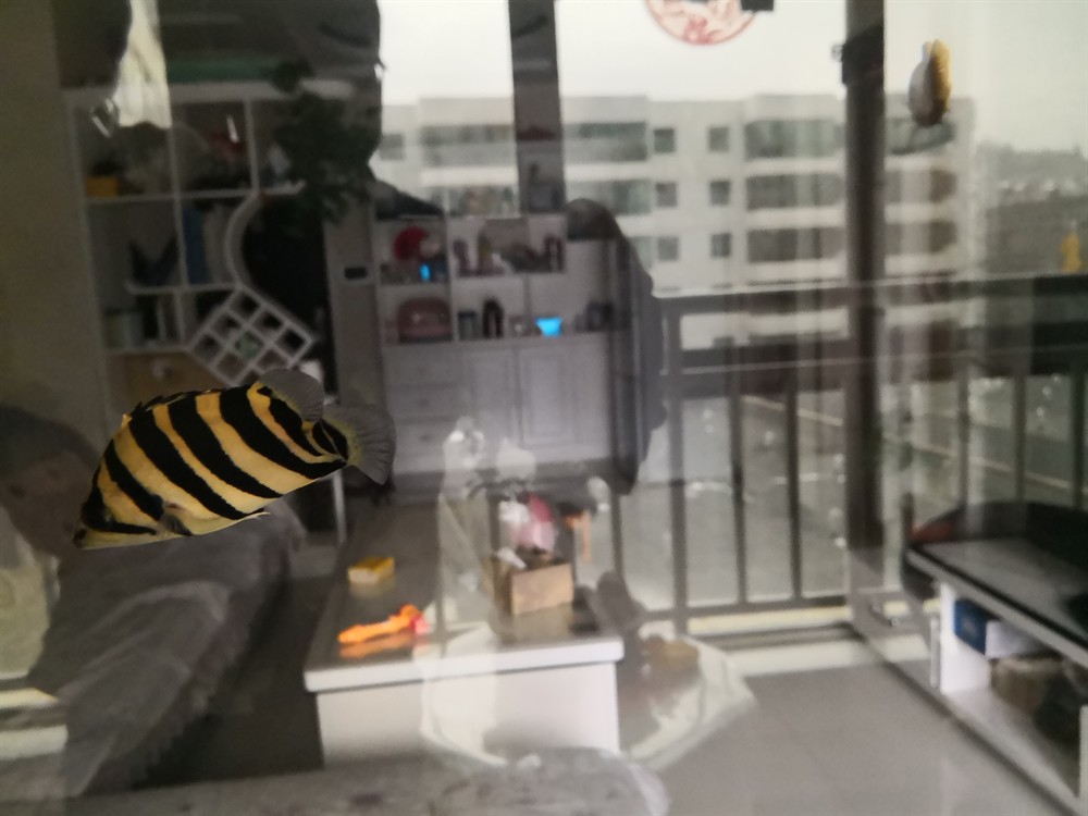 虎魚倒立了求教