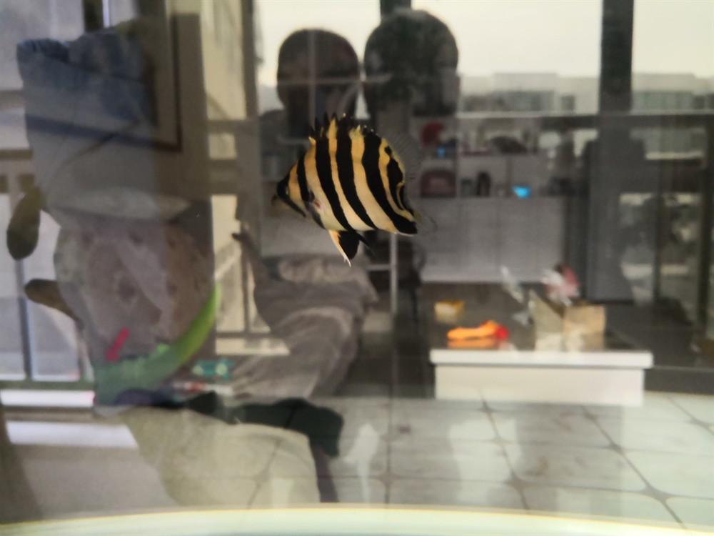 虎魚倒立了求教