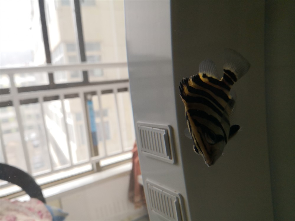 虎魚倒立了求教