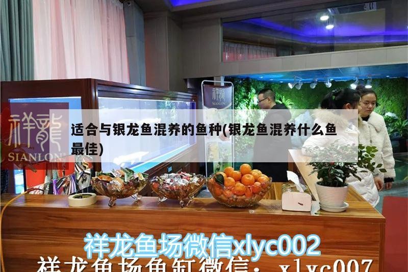 適合與銀龍魚混養的魚種(銀龍魚混養什么魚最佳)