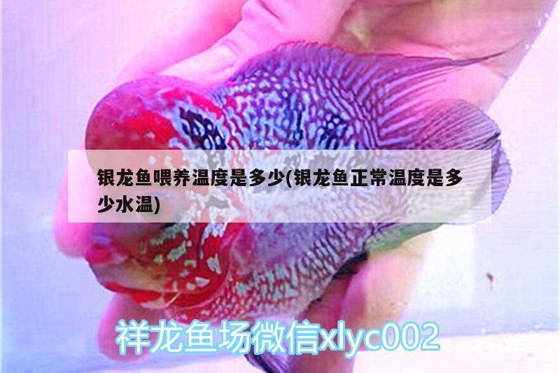 銀龍魚喂養溫度是多少(銀龍魚正常溫度是多少水溫) 銀龍魚喂養溫度是多少(銀龍魚正常溫度是多少水溫) 銀龍魚百科