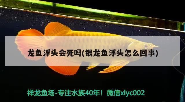 龍魚浮頭會死嗎(銀龍魚浮頭怎么回事)