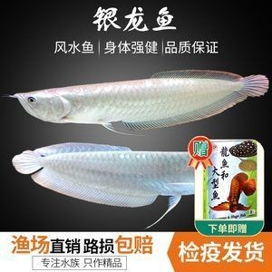 觀賞魚 什么龍