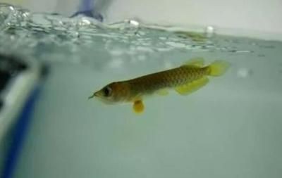 金龍魚(yú)魚(yú)須朝下還是朝上