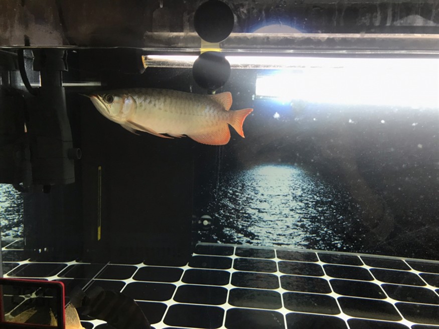 給龍魚(yú)和虎魚(yú)買了點(diǎn)小零食省事直接喂虎魚(yú)還吃