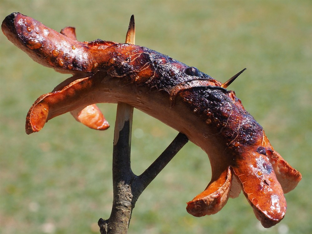 給龍魚(yú)和虎魚(yú)買了點(diǎn)小零食省事直接喂虎魚(yú)還吃
