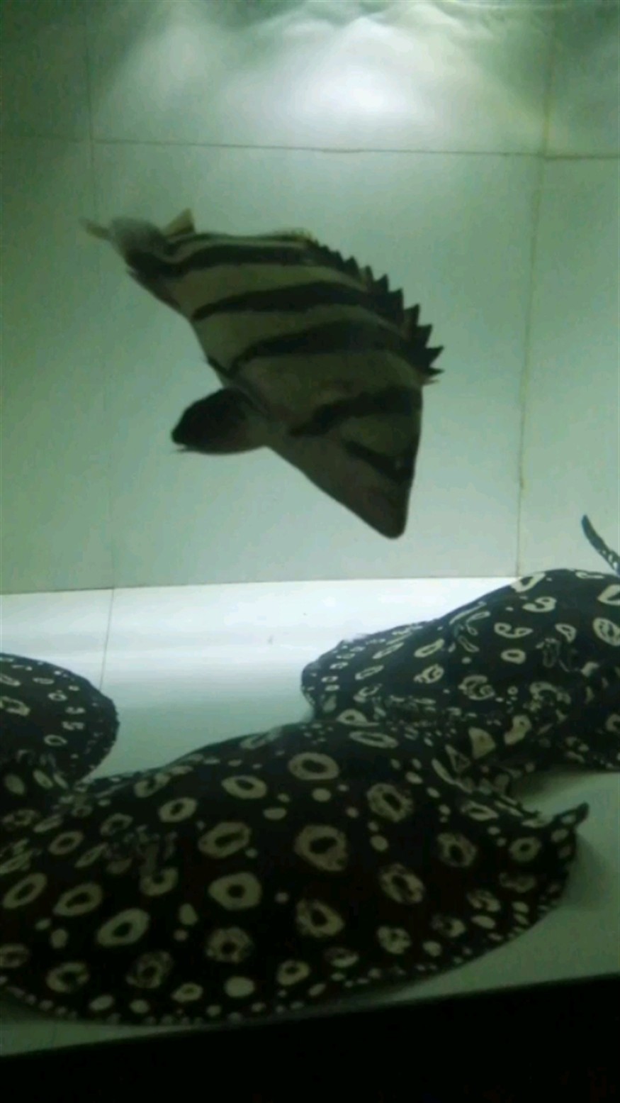 虎魚喂食