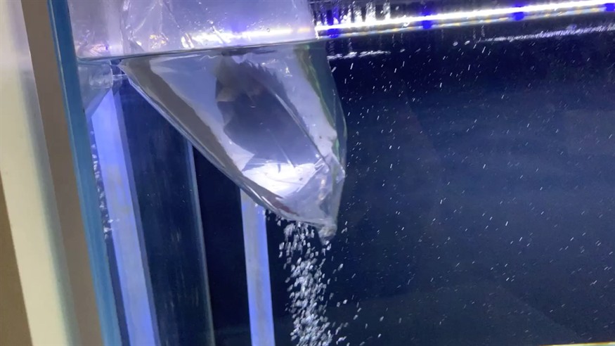 今天添了一條虎魚20多公分