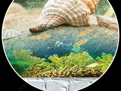 大型魚缸背景墻：大型魚缸背景墻的設計要點