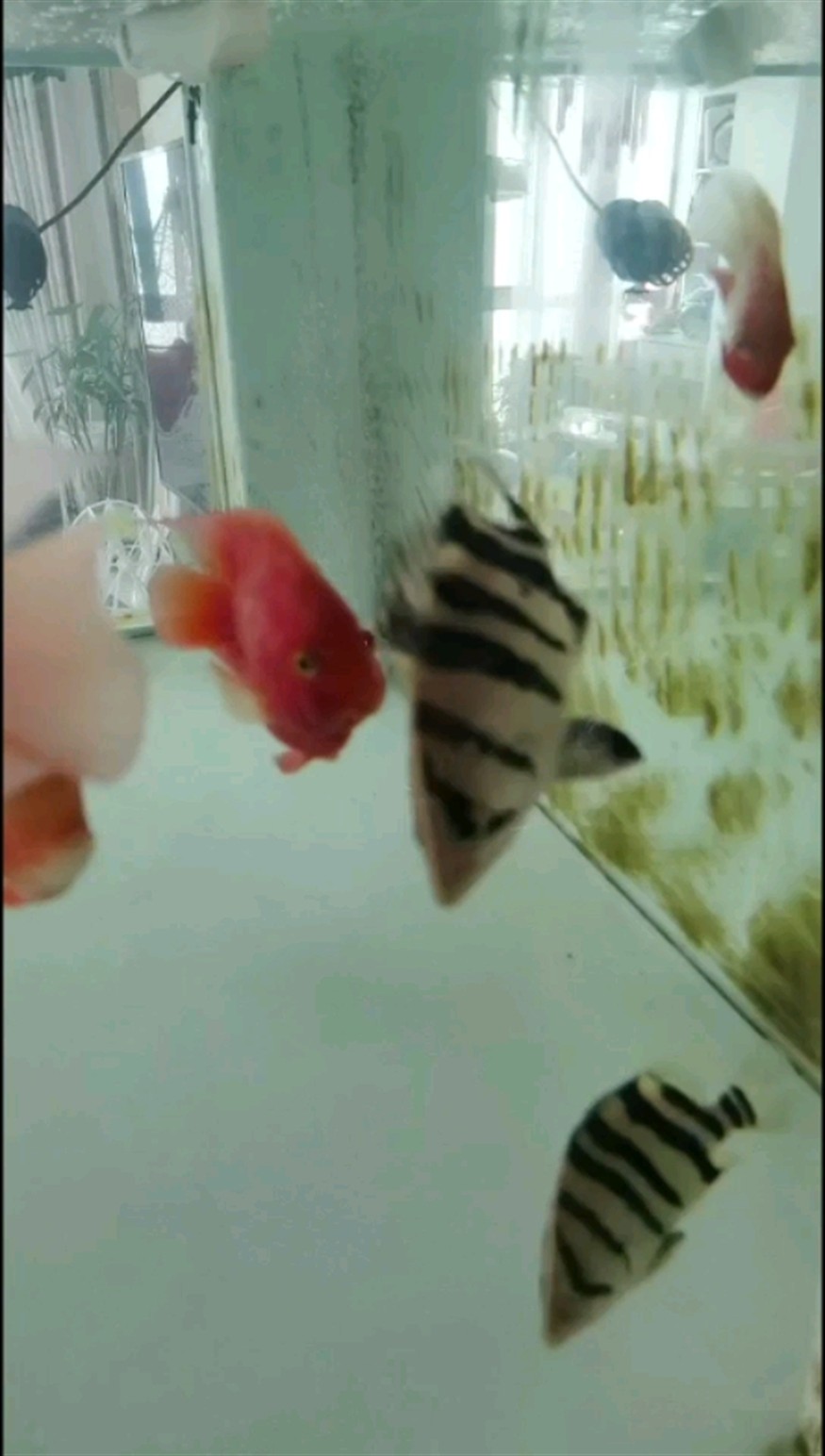 各位大神看下我這虎魚是什么種類的虎魚