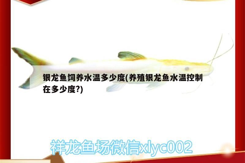 銀龍魚飼養水溫多少度(養殖銀龍魚水溫控制在多少度?)
