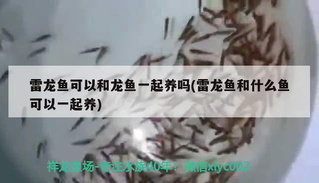雷龍魚可以和龍魚一起養(yǎng)嗎(雷龍魚和什么魚可以一起養(yǎng))