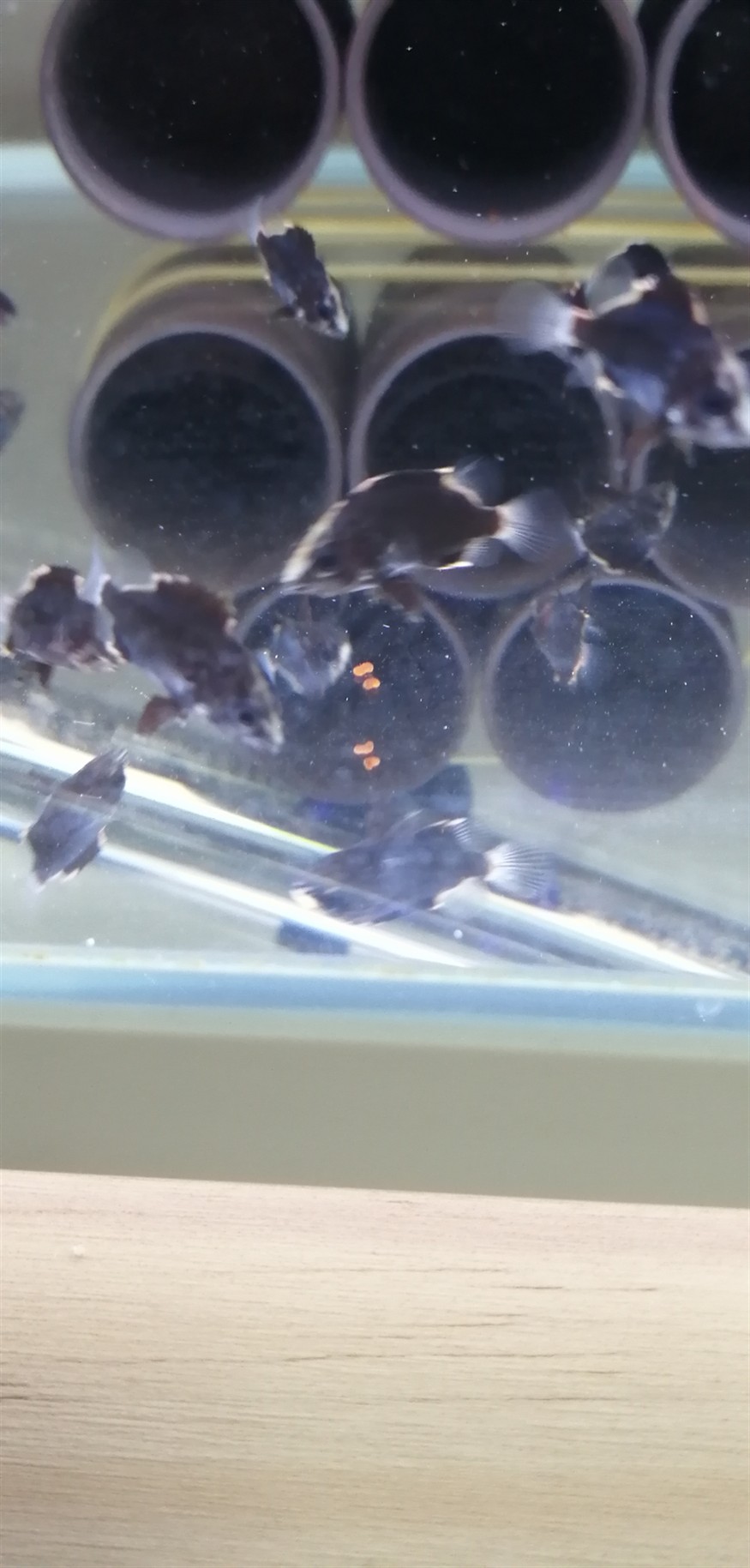 各位的虎魚苗拉的屎是什么顏色的? 虎魚百科 第1張 各位的虎魚苗拉的屎是什么顏色的? 各位的虎魚苗拉的屎是什么顏色的? 虎魚百科 第1張