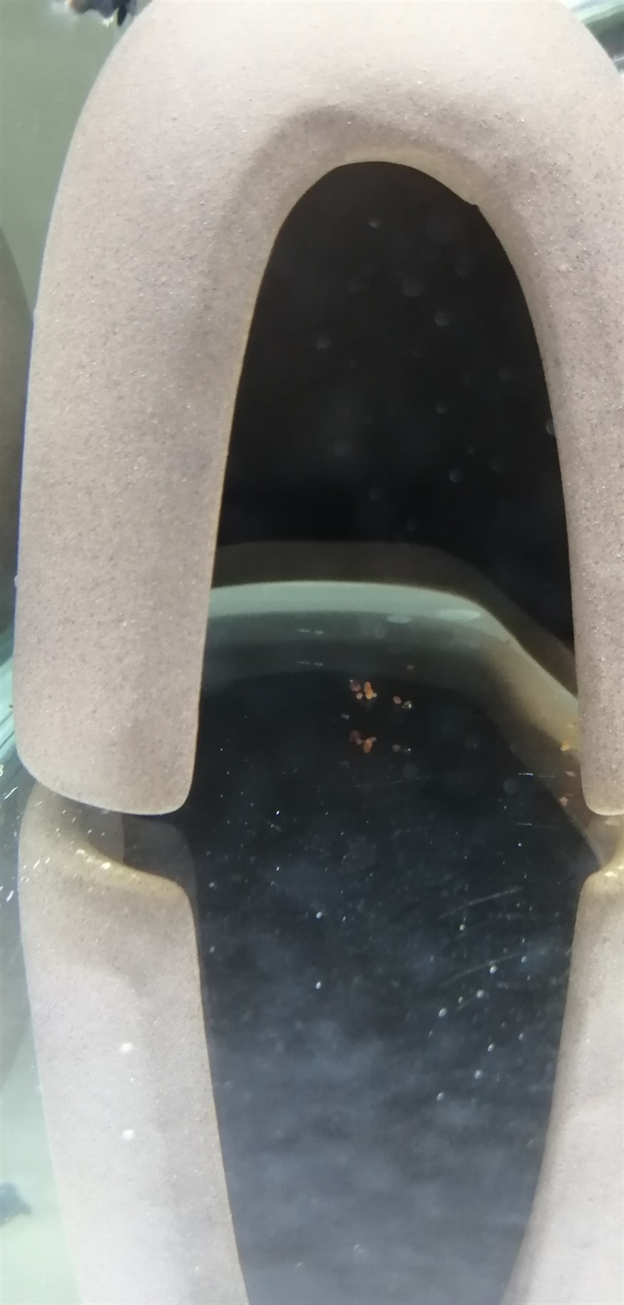 各位的虎魚苗拉的屎是什么顏色的? 虎魚百科 第2張 各位的虎魚苗拉的屎是什么顏色的? 各位的虎魚苗拉的屎是什么顏色的? 虎魚百科 第2張