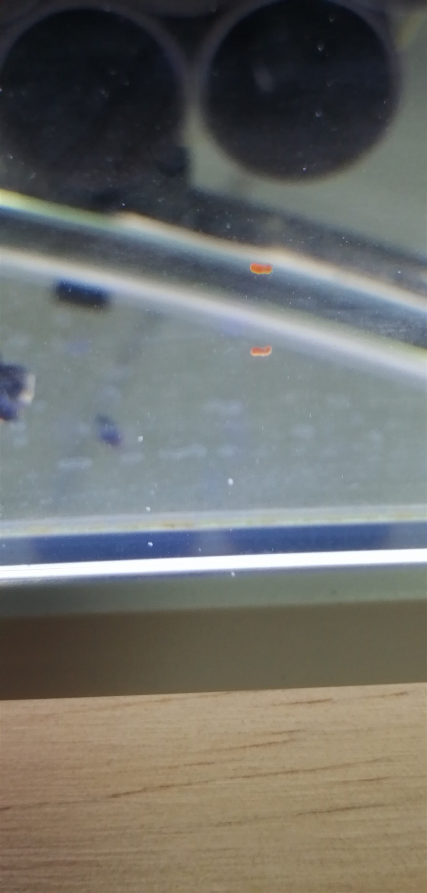 各位的虎魚苗拉的屎是什么顏色的? 虎魚百科 第3張 各位的虎魚苗拉的屎是什么顏色的? 各位的虎魚苗拉的屎是什么顏色的? 虎魚百科 第3張