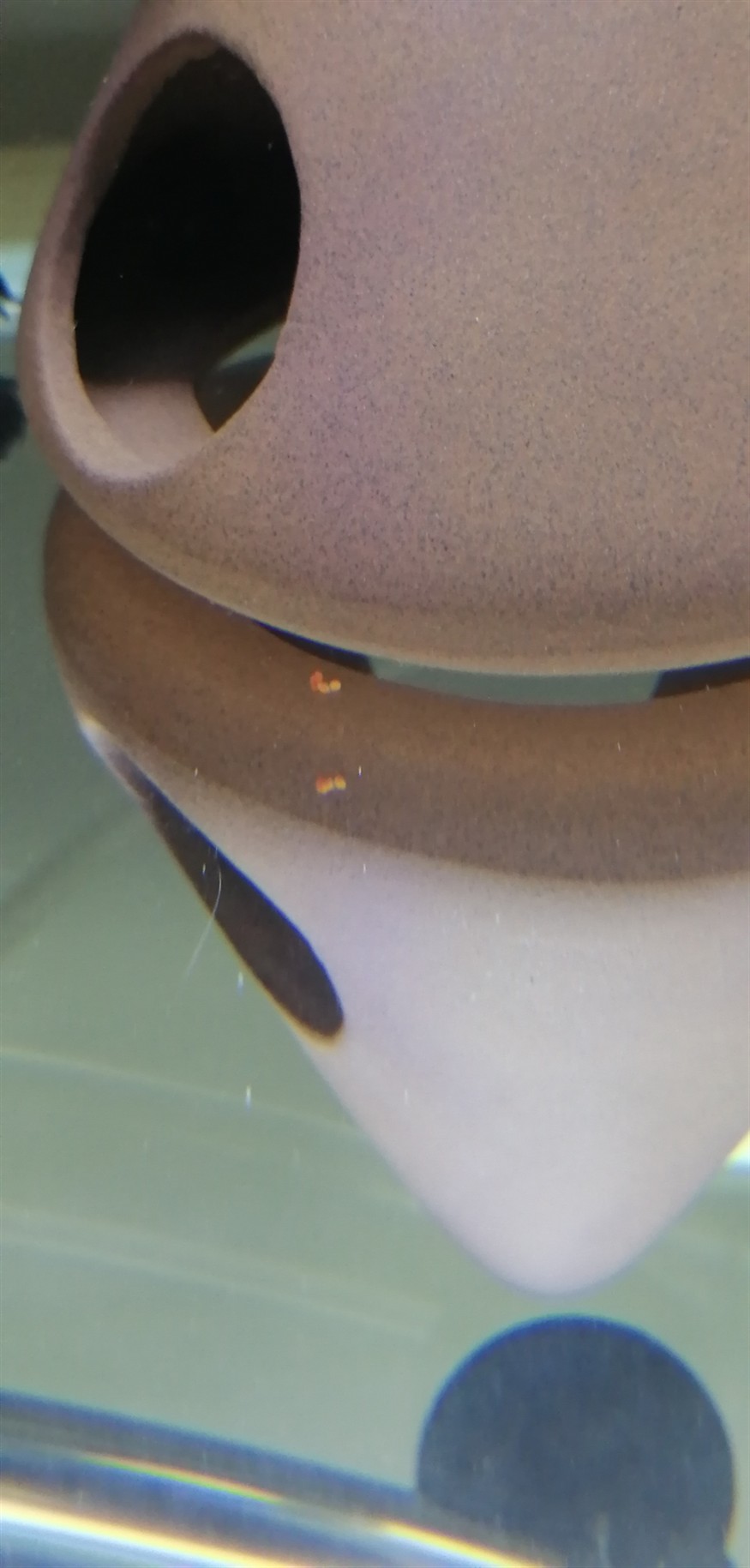 各位的虎魚苗拉的屎是什么顏色的? 虎魚百科 第4張 各位的虎魚苗拉的屎是什么顏色的? 各位的虎魚苗拉的屎是什么顏色的? 虎魚百科 第4張